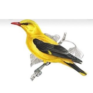 Telegram profile photo for Иволга
