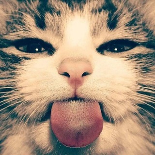 Telegram profile photo for энцефалитный клещ