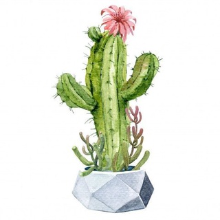 Telegram profile photo for صبارة 🌵