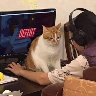 Telegram profile photo for коты в необычных местах