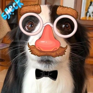 Telegram profile photo for картель