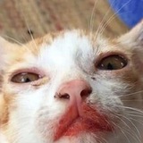 Telegram profile photo for Бьорнаут артіст