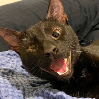 Telegram profile photo for Всратуш Первый