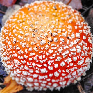 Telegram profile photo for СОМА