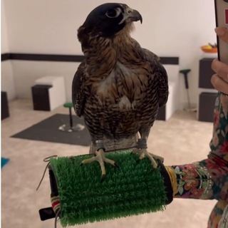 Telegram profile photo for الرهّـا