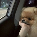 Telegram profile photo for Addododo