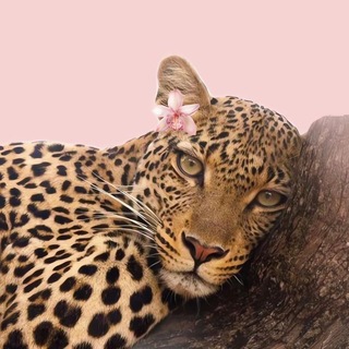Telegram profile photo for Pantera