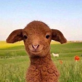 Telegram profile photo for Курилка Portnovki