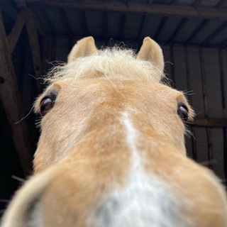 Telegram profile photo for Конный юмор | Смешные лошади 😂
