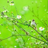 Telegram profile photo for سواد حقوقی بازار سرمایه