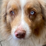 Telegram profile photo for хороший мальчик Шервуд