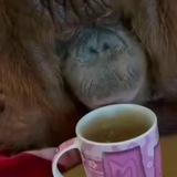 Telegram profile photo for Best Monkies