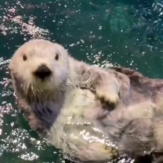 Telegram profile photo for Калан с видево 🦦