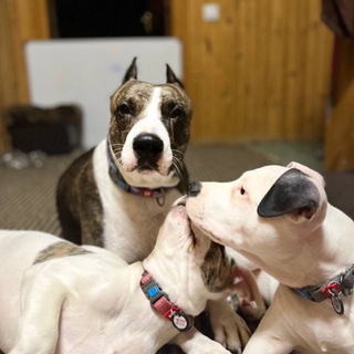 Telegram profile photo for Жизнь в стиле питбуль