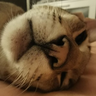 Telegram profile photo for Я работаю котом