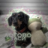 Telegram profile photo for логово Таси