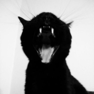 Telegram profile photo for black cat nero🐈⬛
