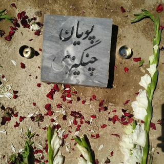 Telegram profile photo for پویان چنگیزی