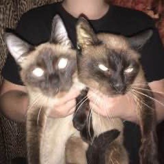 Telegram profile photo for бутылка элли