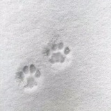 Telegram profile photo for indigo