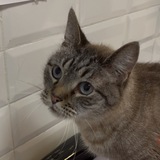 Telegram profile photo for Помощь коту Семе