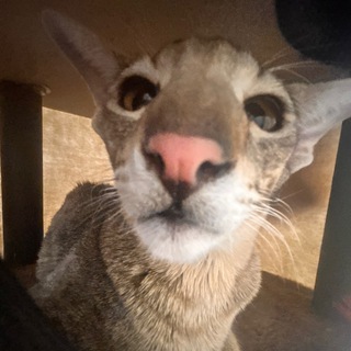 Telegram profile photo for Котик Гоша🐱