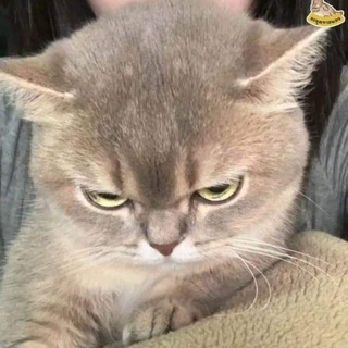 Telegram profile photo for vícu
