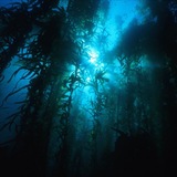 Telegram profile photo for Drowned Beacon.