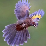 Telegram profile photo for Женский клуб «Птица счастья»