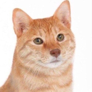 Telegram profile photo for 🐶 КОТЕЙКИ 🐱