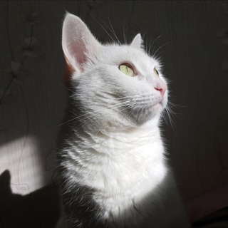 Telegram profile photo for Сима