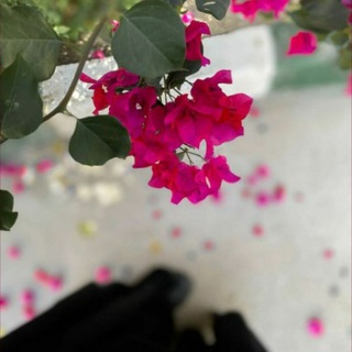 Telegram profile photo for ๐ููู ุฃู
ุชูููููู ุบูุฑ ุงููู ููุง ูููุงูุฏููุง"๐