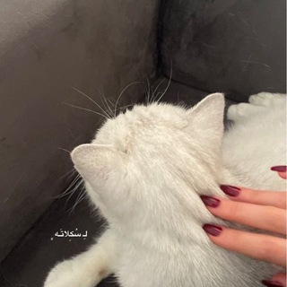 Telegram profile photo for لِـ سُڪِلاتَـه ﮼