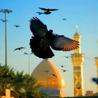 Telegram profile photo for كربلاء جنة الحُسَينِ .❤️🕊️