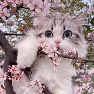 Telegram group profile photo for 💗 Взаимные подписки | реакции 💗