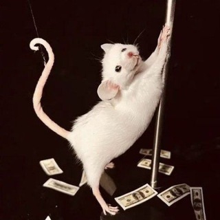 Telegram profile photo for Сясьный щитпост