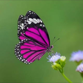 Telegram profile photo for World nature videos•natur•netgeo•discovery•animal•asia•birds•snake•petlover•fishlover•doglover•traveller•travel•beautiful•tiger