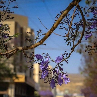 Telegram profile photo for جروب لمة رمضان