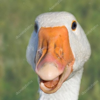 Telegram profile photo for SR Ganzo