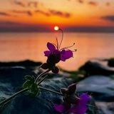 Telegram profile photo for ما عند الله خير ٌ وأبقى