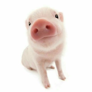 Telegram profile photo for шиоми миза