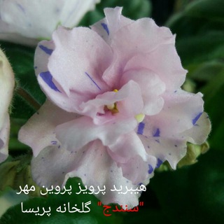 Telegram profile photo for گلخانه پریسا