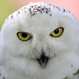Telegram profile photo for МЕДИА СОВА