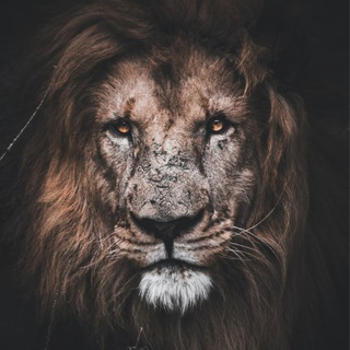 Telegram profile photo for Bread Of Life