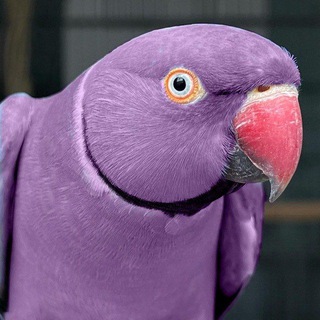 Telegram group profile photo for RUCHNOY POPUGAY 🦜