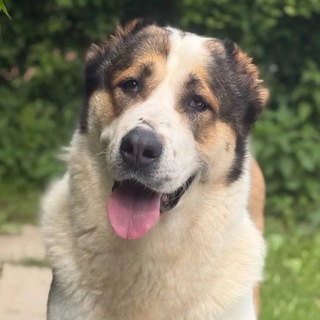 Telegram profile photo for Асса путь домой