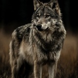 Telegram profile photo for Крис