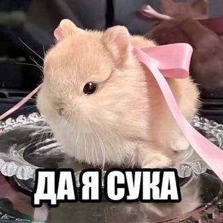 Telegram profile photo for эль хочет питсу.