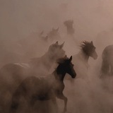 Telegram profile photo for Frsan | فرسان