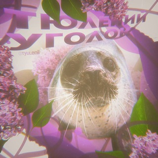 Telegram profile photo for тюлений уголок!!-✧🦭🪻🪷 #тюлени #тюленьчики